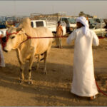 Развлечения в ОАЭ: бои быков