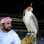 Соколиная охота в ОАЭ